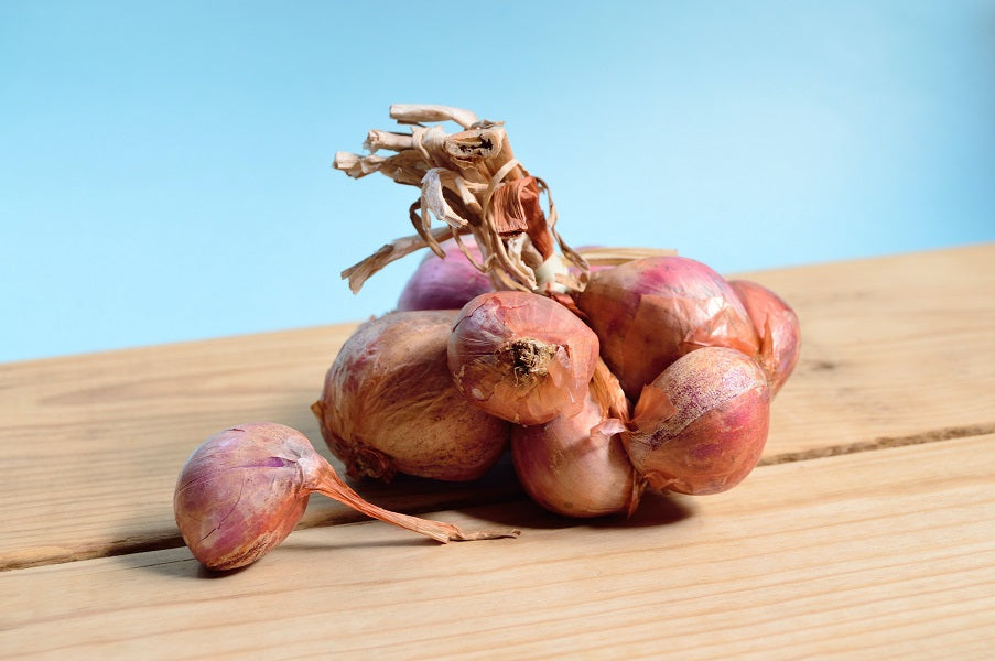 Combatting Pink Root Disease: A Comprehensive Guide to Protecting Your Onion Crop from Phoma terrestris