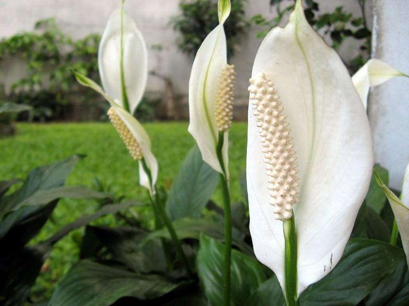 Purify the Air with Plants: Pandemic Special Guide