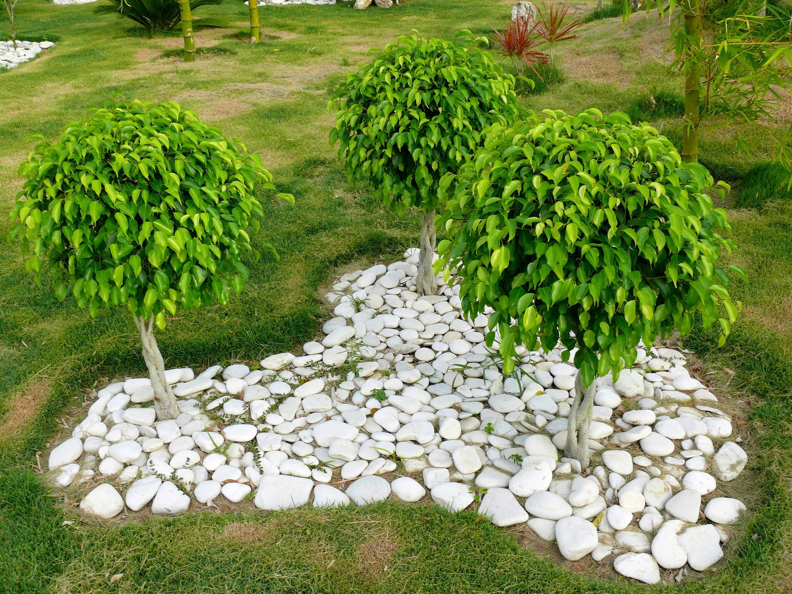 Taking Care of Ficus Benjamina: What to do with Insects & Fungal Diseases