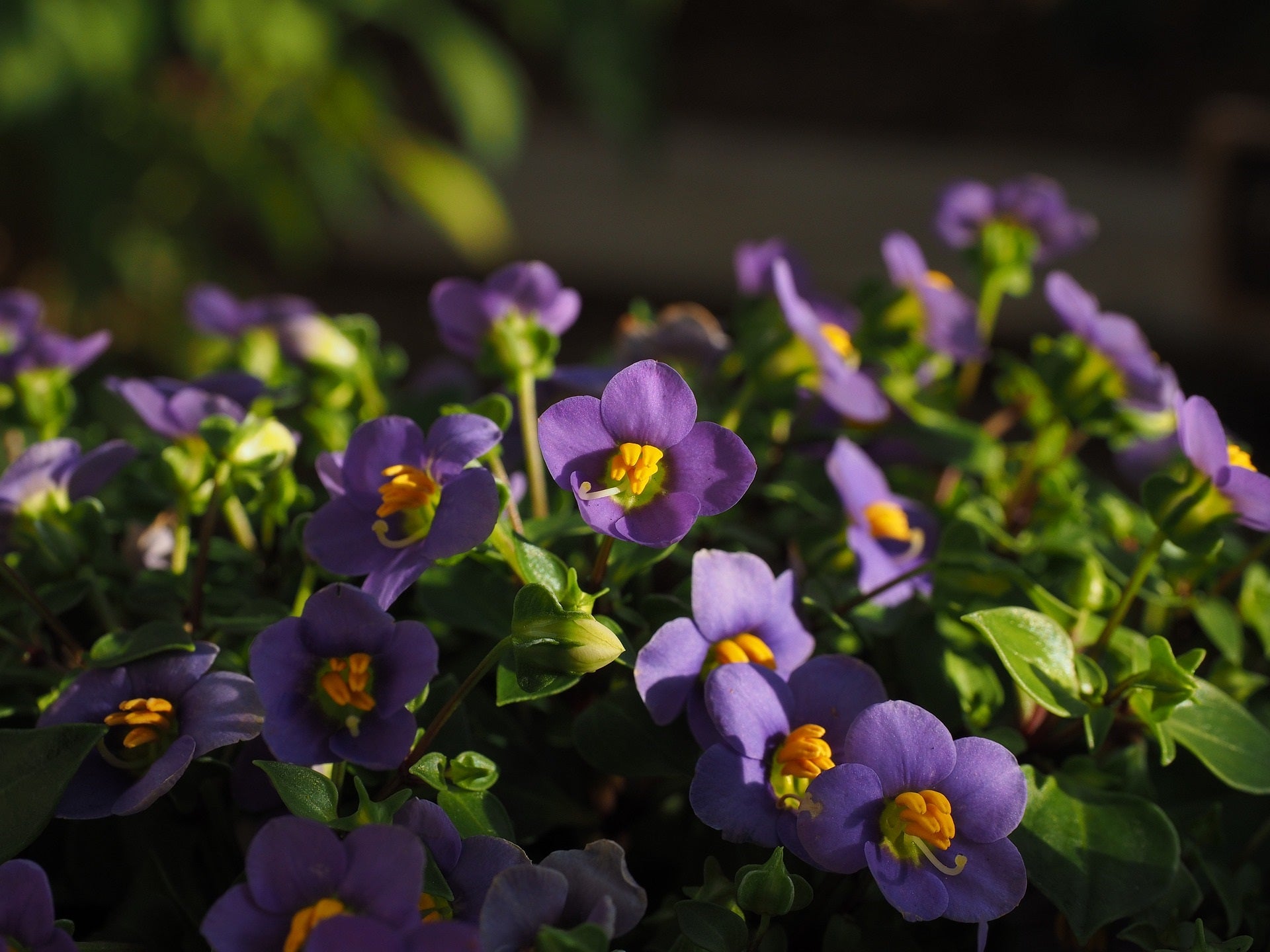 7 Things You Should Know To Grow African Violets