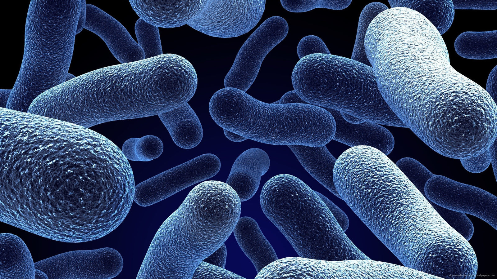 The Importance of Rhizobacteria: An Investigation into Why We Should Care