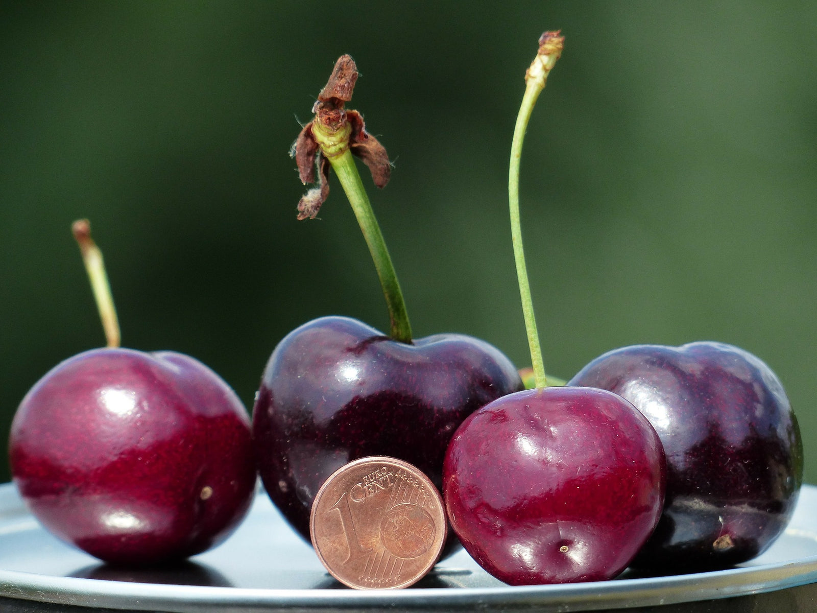How to harvest Extra Large Fruits