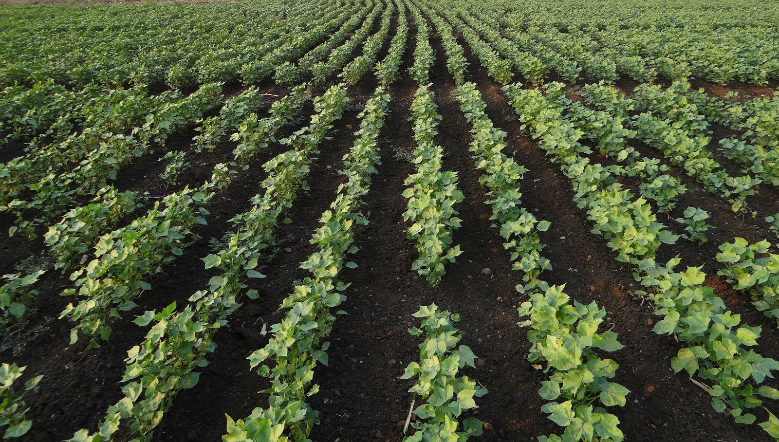 Soil Health & Regenerative Agriculture
