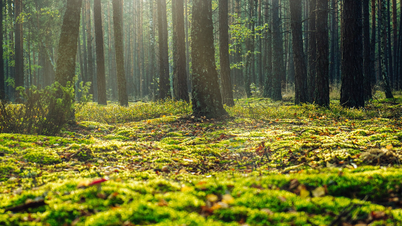 Maximizing the Benefits of Mycorrhizal Fungi: Understanding the Factors that Affect their Effectiveness