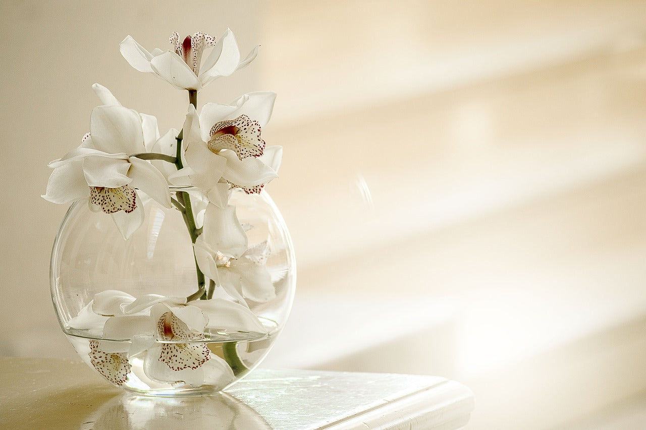 how to grow orchid