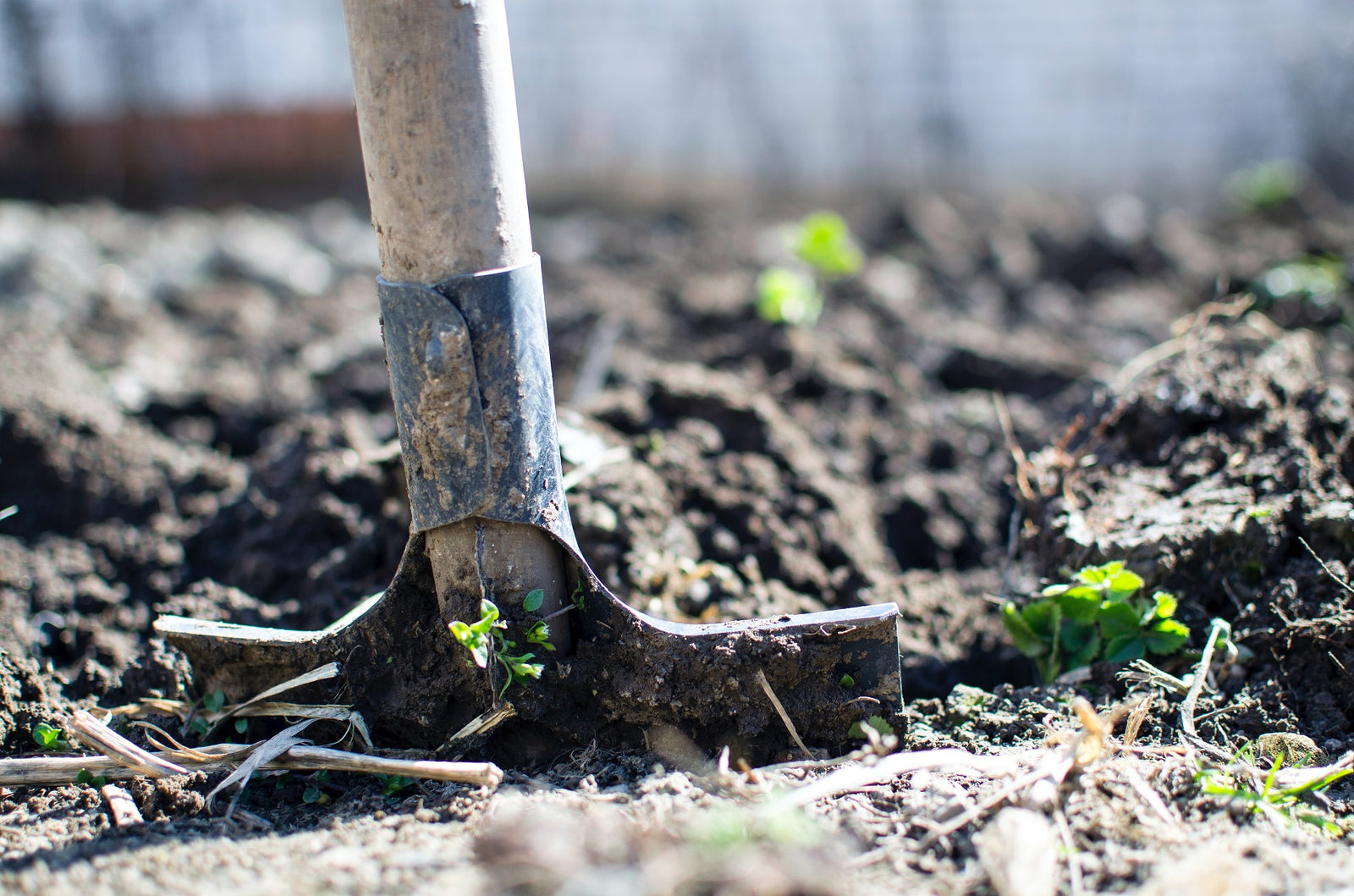 DAMPING OFF IN SEEDLINGS AND YOUNG PLANTS