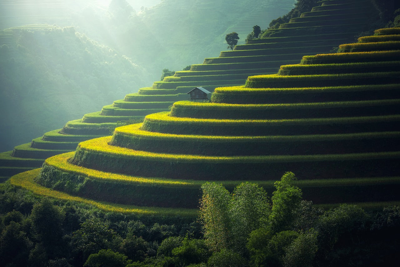 Finding Peace of Mind through Sustainable Regenerative Gardening