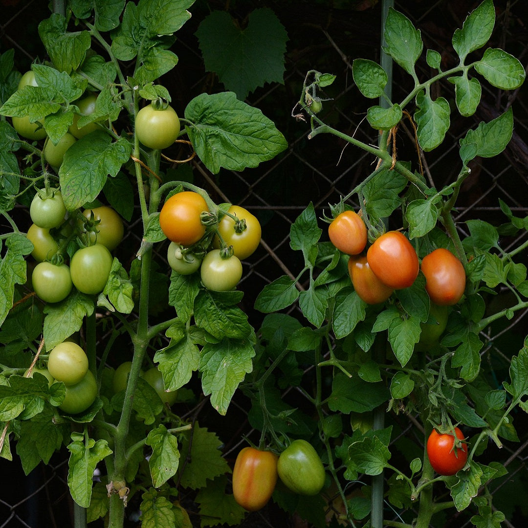 Best way to prevent Tomato fungal diseases