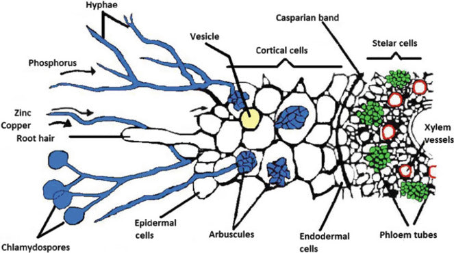 All About Myco: An In-Depth Investigation into Mycorrhizae & Mikro-Myco