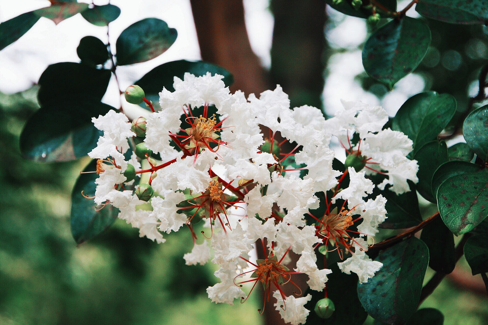 How to Control Crape Myrtle (Crapemyrtle) Aphids