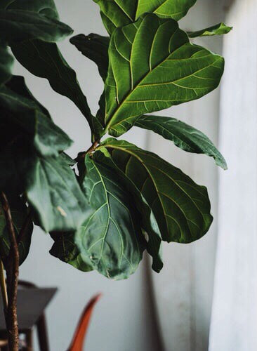 How to Grow Indoor Fiddle Leaf Fig Tree - Ficus Lyrata