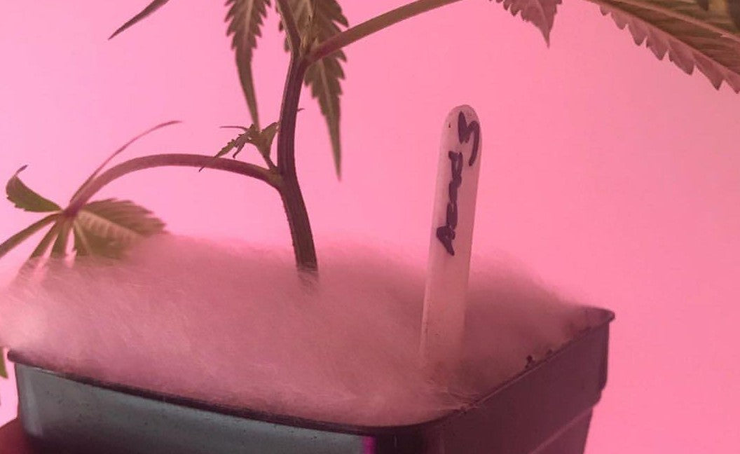 Clones and Mycelium from @DrGrenskye