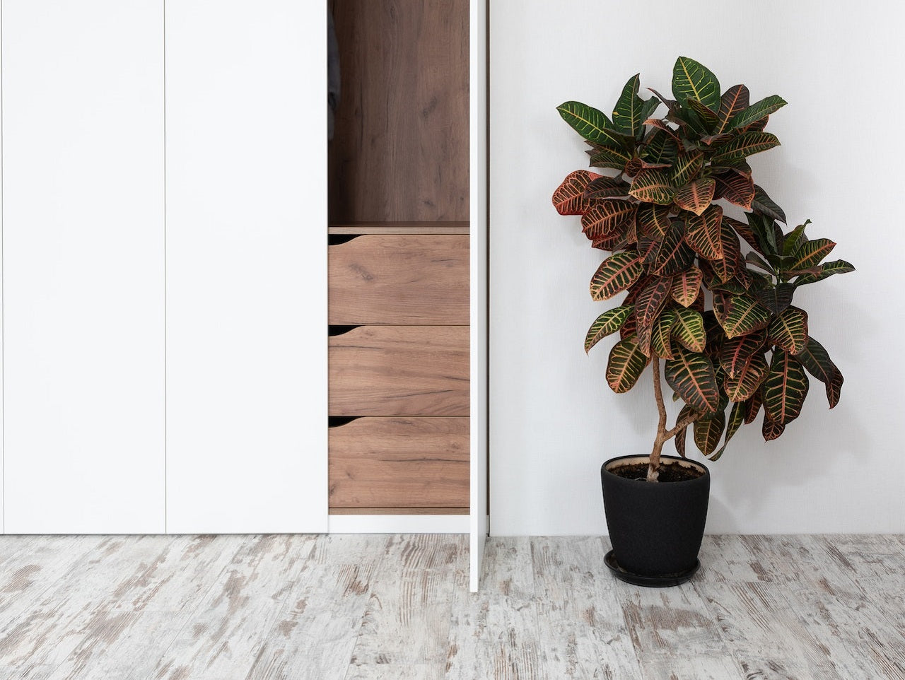 The Ultimate Guide on How to Grow Croton Plants