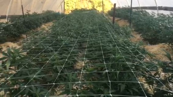 Mikrobs Field Test Report: Arcanna Flowers Edition