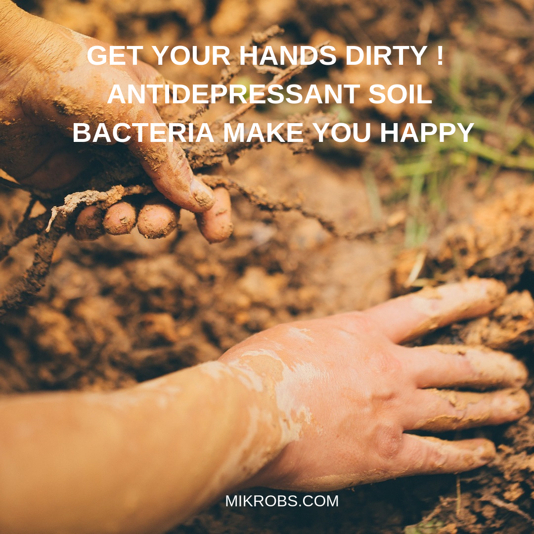 Growing Microbes in Soil: Cutting the Need for Fertilizers, Fungicides, and Pesticides