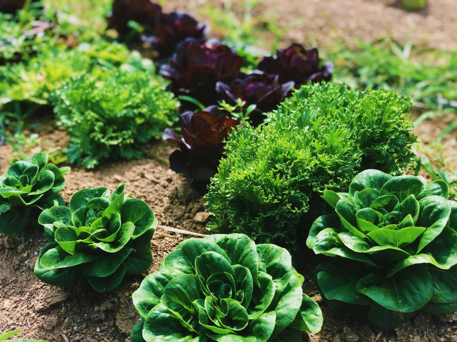 Mikrobs Field Test Report: Levity Farms Edition