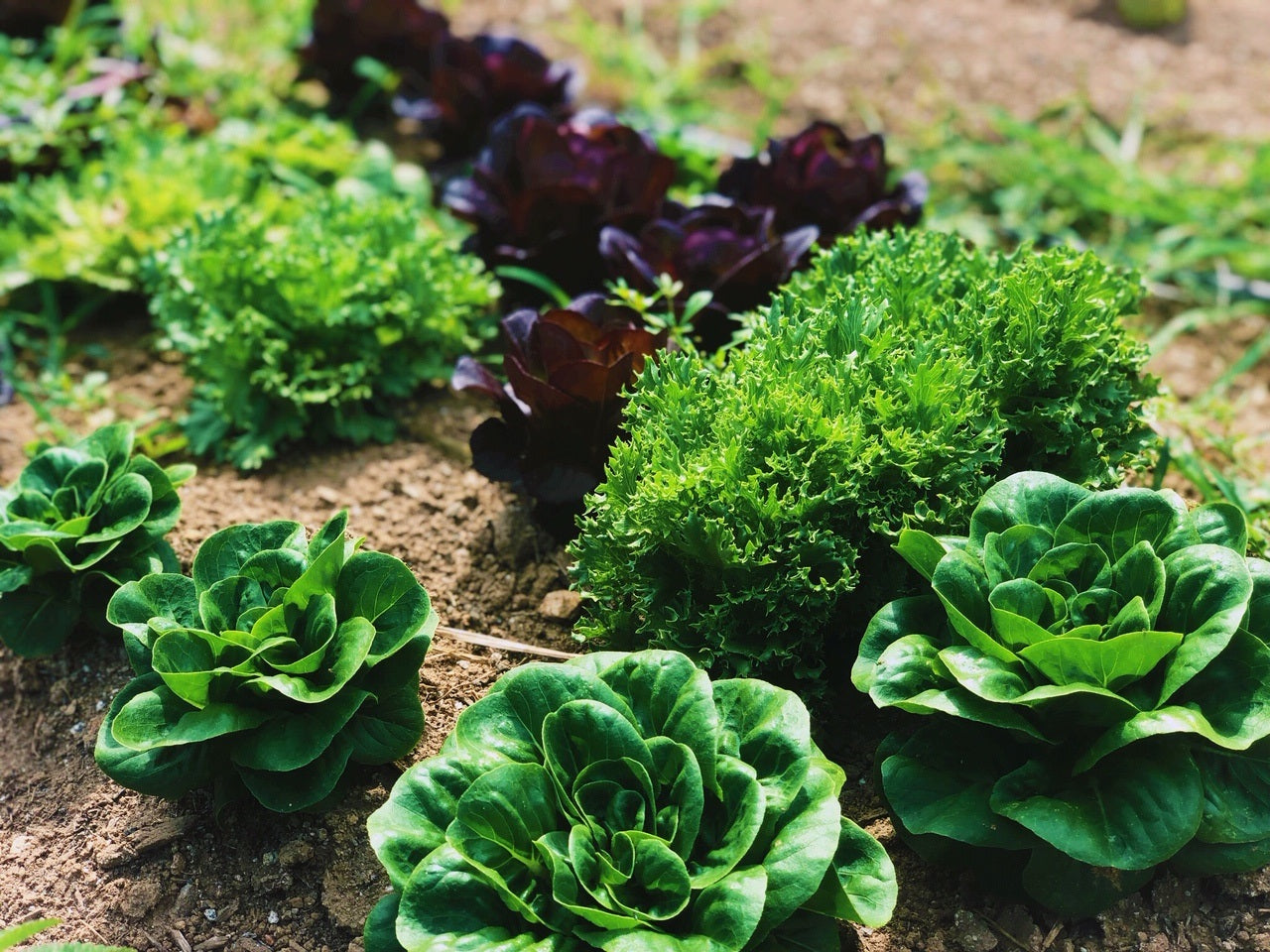 Mycorrhizae & Mikro-Myco: Its Complexities & True Functions