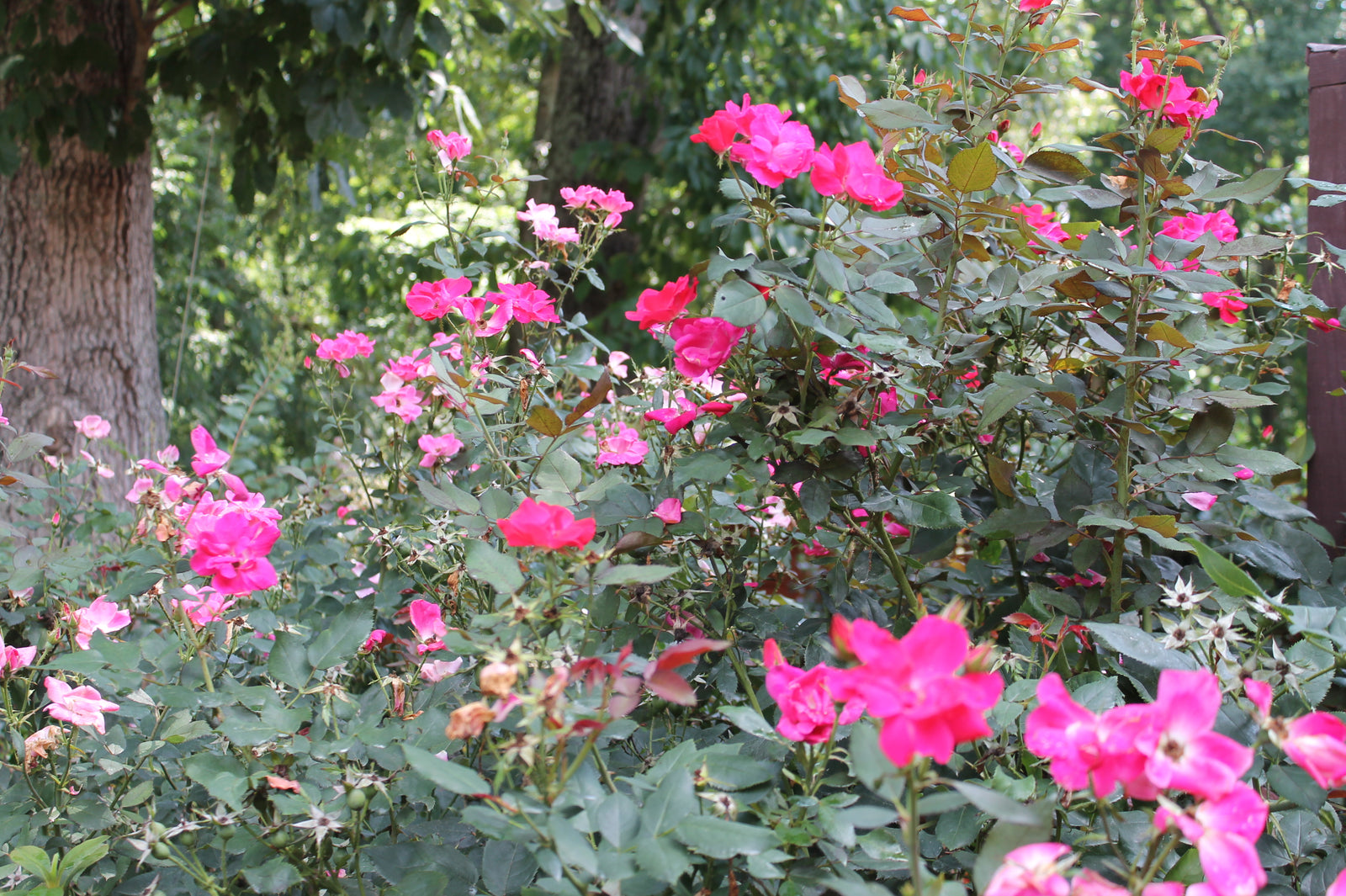 5 Simple Hacks to a Healthy Garden: Shrubs and Perennials Edition