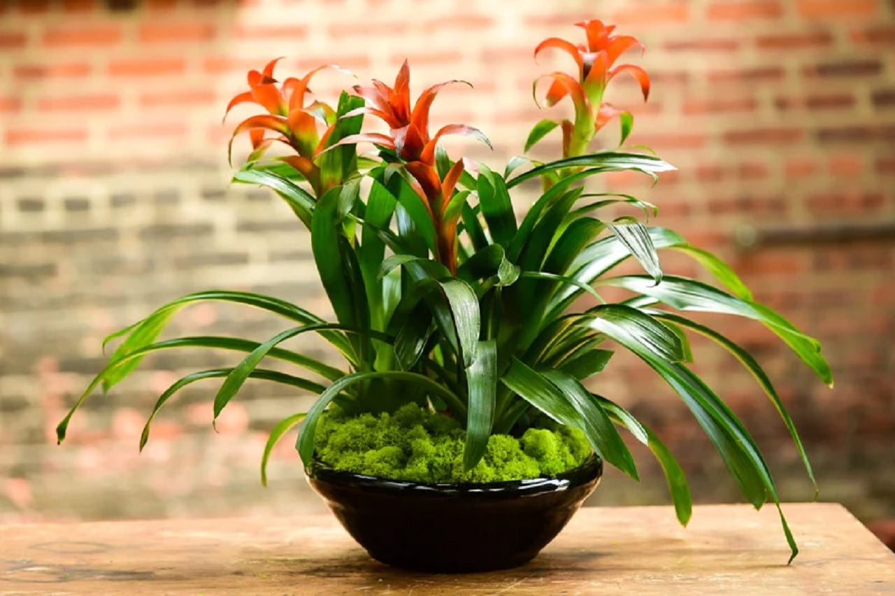 A Beginner's Guide to Bromeliad Care: Bringing the Tropics into Your Home