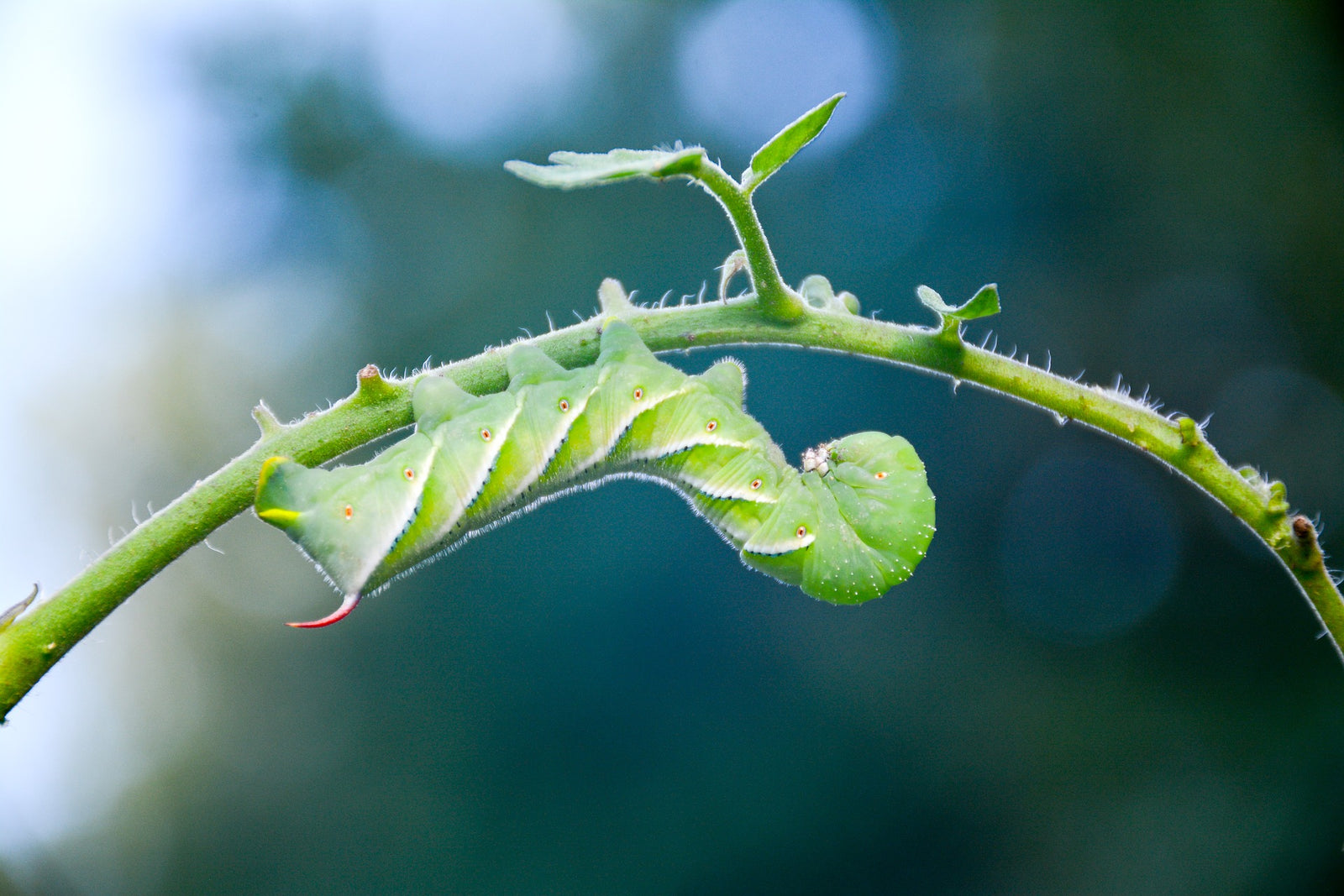 Growing Tomato Plants with Mikrobs