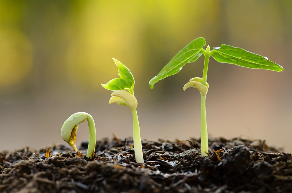 Trichoderma Fungi & Heavy Metal Poisoning