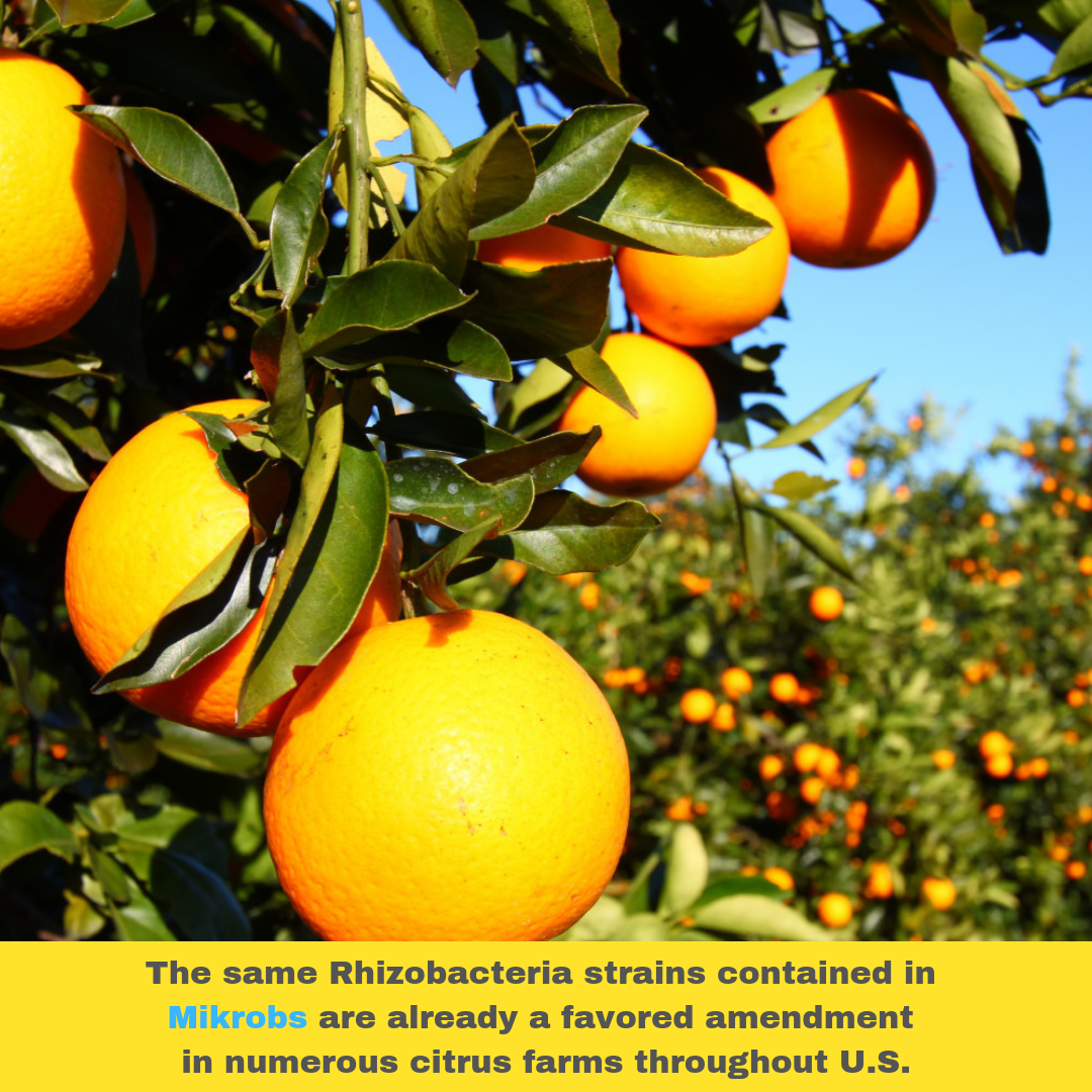 Three Musketeers of Soil Microbes: Creating a Self-Sufficient Soil Ecosystem