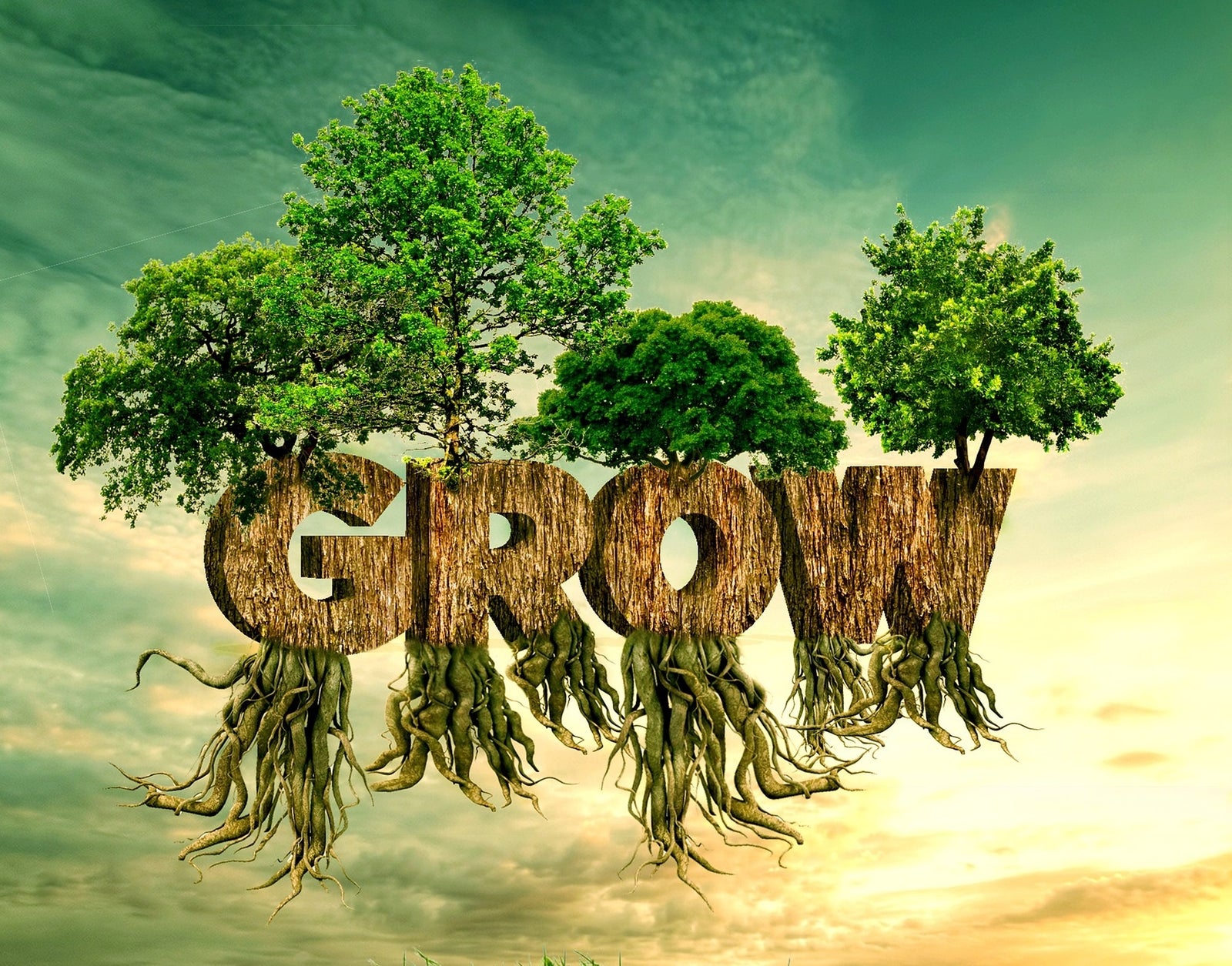 Trichoderma & Mikro-Root: A Holistic Examination of a True Bio-Fertilizer